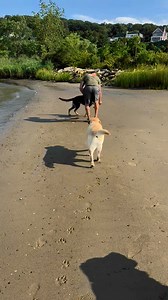 Our best adoptable boy, Luke, is having a blast with his foster family on his first full weekend in New Jersey! Luke is a 9 month old, 65 lb gentle giant who is super loving and affectionate. He is attentive and curious and loves a good cuddle! He does extremely well on a leash - he does not pull and follows quick direction. He is knows how to sit and is working on other commands. Luke is very food/treat motivated, which is helpful in the training process. Luke does extremely well with other dog