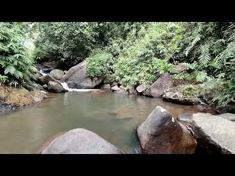Peaceful Nature Walk 🌿 Hidden Forest River Trail (No Talking)