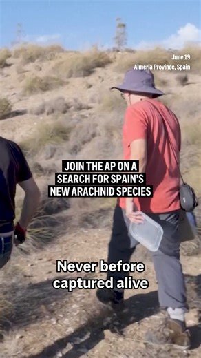 45K views · 323 reactions | The Associated Press has captured footage of a new species of arachnid on camera for the first time. Gluvia brunnea belongs to the order solifugae and, although they are sometimes called camel spiders, they’re actually a different creature altogether. https://apnews.com/video/new-arachnid-species/01326022ed784f1cb6ef2c7a463ff205 | AP | Facebook