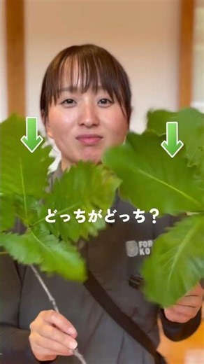 [Kochi Living] Can you tell the difference? 🌲 Hinoki vs. Cedar Quiz!