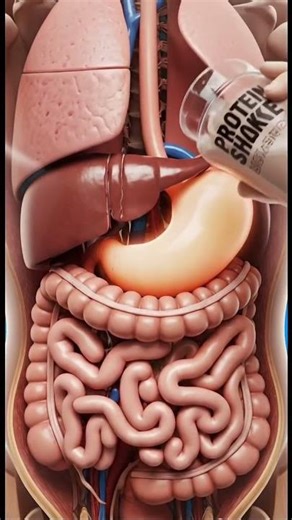 Protein Shake Inside the Human Body #ProteinShake#FitnessNutrition#BodyTransformation