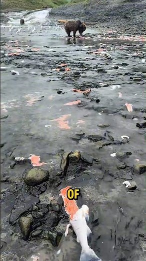 Why Do Bears Only Eat Half the Fish They Catch?