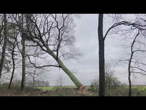 Baumfällung eines starken Rückhängers [mit Keilen und Spillwinde]