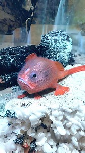 67K views · 1.6K reactions | 10 Bizarre Deep-Sea Creatures You Won’t Believe Exist!  | 1 Minute Animals | Facebook