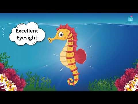 Fun Facts About Seahorses For Kids - Learn All About Seahorses