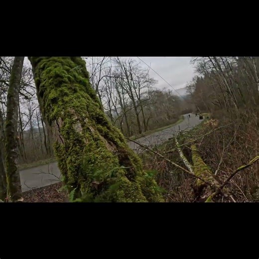 Putting a tree back together with a chainsaw #howto #diy #asmr #fun #wild #repairing #shorts #tacoma