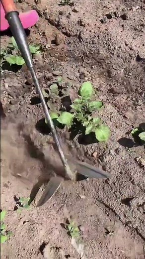 Rural Farmer #countrylife #satisfying #farmlife #agriculture # 100792