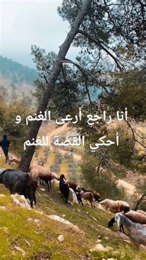 أنا راجع أرعى الغنم و أحكي القصة للغنم