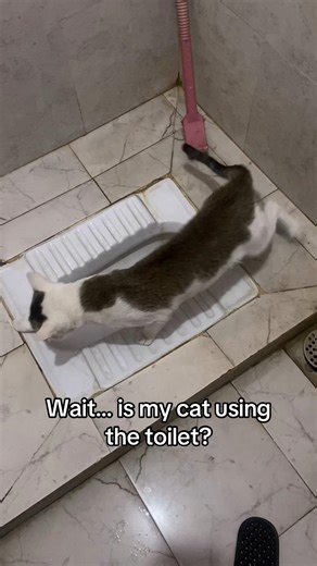 When Your Cat Joins the Family in Toilet Training