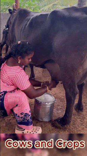 10 Seconds of Pure Milking ASMR 🥛🐄 #Shorts #cowsandcrops #farming #campo #milking