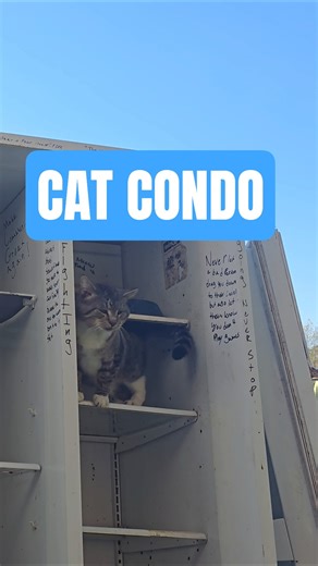 Cheeseburger Gets Food 🐈 #catvideo #catshorts #shorts #shortsviral #shortfeed #shortvideos #viral