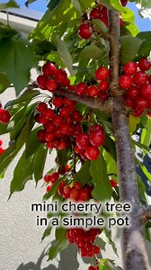 This tiny cherry tree taught me that you don’t need a huge garden to grow something beautiful. Even the simplest pot can become a place for beauty to bloom 🍃 #fruittree #fblifestyle #fruitblessing #everyone | Positive Vibes Au