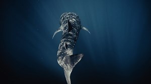 597 reactions · 16 shares | Discover how keystone species, like whale sharks, play a vital role in maintaining healthy marine ecosystems. Here’s how they shape the marine environment. | National Geographic | Facebook