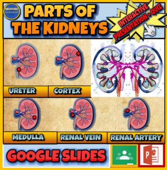 Parts Of The Kidneys Powerpoint   Worksheet. Urinary System. Renal Artery
