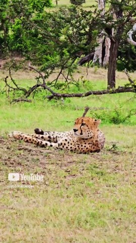 How the Stealthy Male Cheetah Surveys His Territory at Dawn
