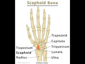 Anatomy of scaphoid Carpal Bone ; Definition, Location, Structure, Articulations, landmarks