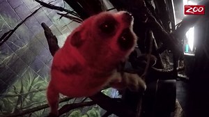 30K views · 945 reactions | On today's Wildlife and Wild Places, Columbus Zoo's President and CEO Tom Stalf goes behind the scenes to meet the pygmy loris family! Hear what "cheesy" names the animal care staff named the newborn twins! | Columbus Zoo and Aquarium | Facebook