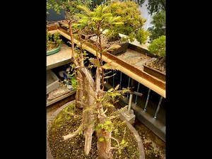 The Bonsai Balcony: How to prune Bald Cypress Trees to maximize taper and ramification.