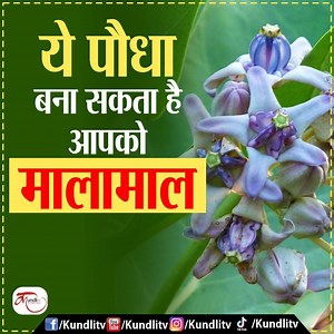 642K views · 3.9K shares | Aak Tree benefits in Hindi | ये पौधा बना सकता है आपको मालामाल #AakTreeBenefits #ColotropisGigantea #ShwetarkPlant #VastuPlants | KundliTv | Facebook