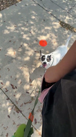 Boba training 03/25/2026