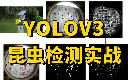 轻松搞定毕设！基于YOLOV3实现昆虫检测，原理详解 项目实战，看完就能跑通！（深度学习/计算机视觉）