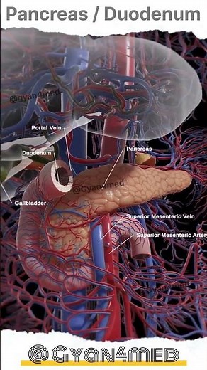 Pancreas, Duodenum Anatomy