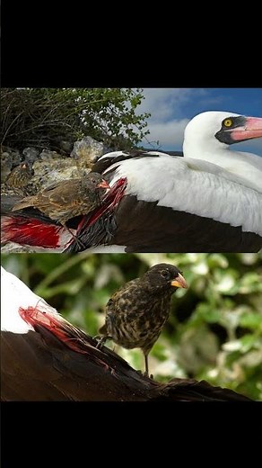 This is the 'Vampire' Ground-Finch bird, a resident of the Galápagos Islands! #history #facts #real