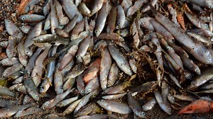 Los peces muertos vuelven a aparecer en el Mar Menor