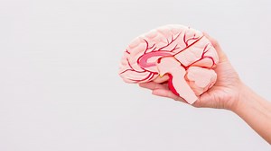 Glande pinéale : définition, anatomie, rôle, image, mélatonine