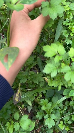 14 reactions | Diệu Linh on Reels | Facebook