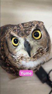 Hi🦉#owl #animals #familia #family #pets #猫头鹰 #올빼미 #búho #hibou #сова #フクロウ #ふくろう #猛禽類 #kawaii #yume