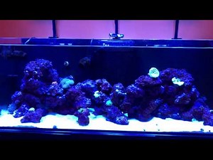 Icecap ATO review on a Reefer 450