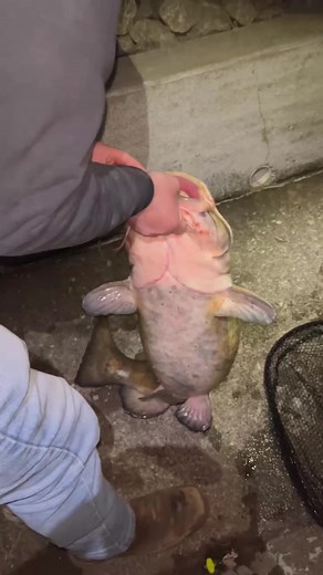Impressive 30-Pound Flathead Catfish Fishing Catch in Ohio