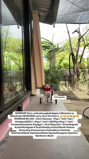 Cat Wheelchair Adventures: Meowmy's Tutorial