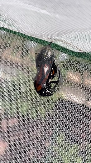 We had a new female monarch butterfly come out and stretch her new wings today. She is still airing them out and will fly off free today. Yay!! | Michael J. Mitchell