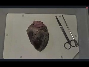 vidéo complète présentant la dissection du coeur de porc