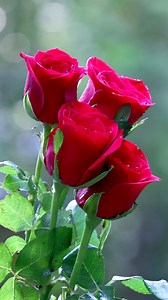 290K views · 31K reactions | Beautiful Roses | Roses | Facebook