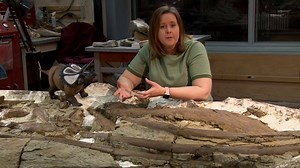 2.9K views · 142 reactions | Technicians in our lab are preparing one of the most complete Triceratops specimens ever found in Alberta. Learn more in a new #RTMPBehindTheScenes video with Dr. Lorna O’Brien. #MuseumFromHome #FossilFriday | Royal Tyrrell Museum of Palaeontology | Facebook