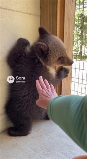 Helping A Bear Cub With An Itchy Back! The Relief! 🐻✨