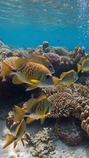 The Peaceful Grazer of the Reef 🌿🐠#rabbitfish #marinelife #coralreef #herbivorefish #oceanecology