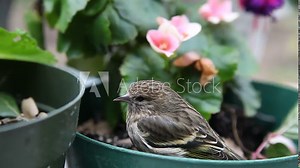 A stunned goldfinch sits in a potted plant after flying into a window.