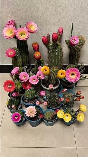 Beautiful cactus flower