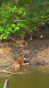 1.9K views · 121 reactions | LOVE IN AIR N EVER KING N QUEEN KI JODI RUKHAD Name :- Bajirao male N New Sakata Female Location :- Rukhad pench Date :- May 25 Gear :- Sony Alpha ------------------------------- #tiger #loveyou | Dinesh M Tandekar | Facebook