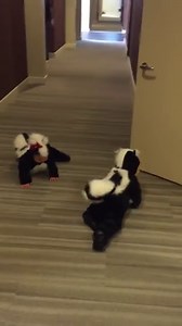 7.6K views · 417 reactions | Twin Babies in Skunk Costumes _ Credit: Jukin | Upswing | Facebook