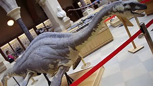 12 Real Animals That Inspired the World’s Most Famous Legendary Beasts