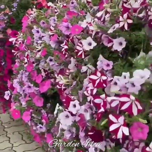 The beauty of petunia | Garden Idea