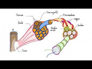 The histological and molecular structure of striated skeletal muscle