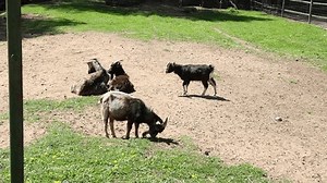 Group Goats Zoo Enclosure Stock Footage Video (100% Royalty-free) 3502961013 | Shutterstock