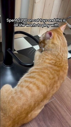 Orange Cat Somersaults Over Chair Footrest Like Gymnast