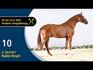 No. 10 Stallion by Secret - Rubin-Royal | Verden Stallion Licensing 2025 - Dressage - Nov. 21/22